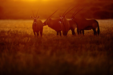 Oryx with orange grass evening sunset. Gemsbock large antelope in nature habitat, Botswana wild desert. Central Kalahari wildlife. Beautiful iconic gemsbok antelope from Botswana, Africa.