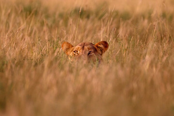Hidden lion in grass, Central Kalahari, Botswana in Africa. Africa lion landscape. Africa wildlife. Lion hidden in the green vegetation. Forest African lion in the nature habitat, green trees, Okavang