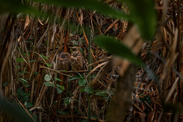 Torotoroka scops owl, Otus madagascariensis, Kirindy Forest, rare endemic bird in tree hole nest. Wild owl in  Madagascar in Africa. Bird in the habitat, nature wildlife. owl in nature.