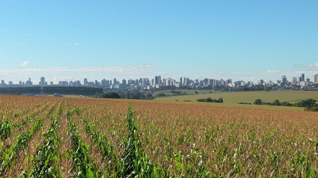 Rows of mature corn stretching toward the horizon where Cascavel&rsquo;s skyline rises sharply, illustrating the direct interface between agriculture and urban development, pan drone shot