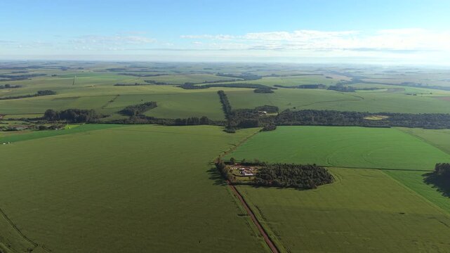 Drone captures the geometric spread of corn crops across the Cascavel landscape, with a red dirt road leading to a tree-covered farmhouse at the center of vast, sunlit agricultural fields, slow motion