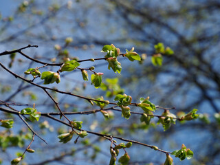 Fresh Green Spring Tree Buds and Young Leaves Opening on Branch Against Blurred Natural Background