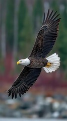 Obraz premium A bald eagle soars gracefully in flight above a blurred natural landscape.