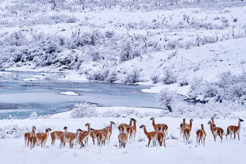 Guanaco in Chile, Torres del Paine NP in Patagonie. Winter with snow in South America. Lama...