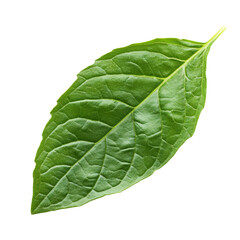 Obraz premium Fresh holy basil leaf isolated against a clean transparent background showcasing its vibrant green color and texture, Holy basil leaf isolated on transparent background