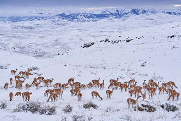 Fototapeta premium Guanaco in Chile, Torres del Paine NP in Patagonie. Winter with snow in South America. Lama guanaco, Lama guanicoe, nature habitat, rock hills moutains. River sunset with wild. Patagonia wildlife.