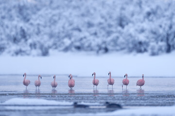 Fototapeta premium Flock of Chilean flamingos, Phoenicopterus chilensis, nice pink big birds with long necks, dancing in water, animals in the nature habitat in Chile, America. Flamngo from Patagonia, Torres del Paine.