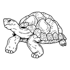vintage style turtle artwork