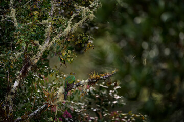 Quetzal in dark tropic forest, Pharomachrus mocinno, from  nature Costa Rica. Magnificent sacred mystic green and red bird. Resplendent Quetzal in jungle habitat. Wildlife scene from Costa Rica.