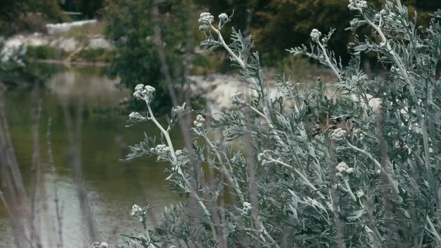 Flower Plant Jacobaea Maritima in Nature