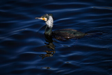 Vltava river with Great Cormorant, Phalacrocorax carbo, dark blue water. Spring on  beutiful bird with breeding plumage. Wildlife nature. Cormorant in river habitat, Prague, Czech Rep., Europe.