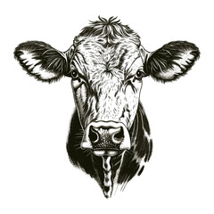 Cow sketch minimalistic, bold black lines, white background, vintage engraving style, hand drawn cow art, trendy farmhouse decor, country wall art, rustic minimalist animal print
