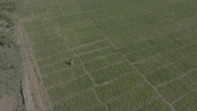 Lady Farmer in field- Drone shot, D-LOG 4K

Aerial view of a female farmer throwing pesticides in an agricultural field near Udaipur, India. Captured with a drone in D-LOG 