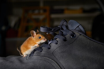 Yellow-necked Field Mouse, Apodemus flavicollis, cute orange rodent mammal in leather running...