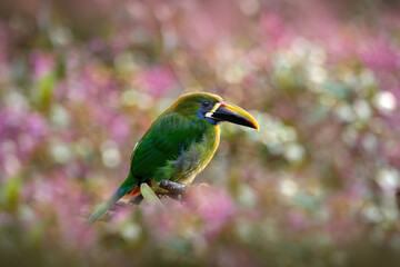 Northern Emerald-Toucanet, Aulacorhynchus prasinus, smal green toucan in the pink flower forest habitat. Exotic bird, close-up bill portrait, Talamanca, Costa Rica.