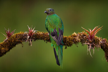 Resplendent Quetzal, Pharomachrus mocinno, from Chiapas, Mexico with green forest background. Tropic bird. Magnificent sacred green and red bird. Detail forest hidden Resplendent Quetzal.