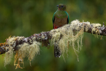 Resplendent Quetzal, Pharomachrus mocinno, from Chiapas, Mexico with green forest background. Tropic bird. Magnificent sacred green and red bird. Detail forest hidden Resplendent Quetzal.