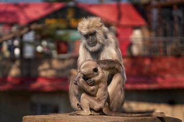 Urban wildlife, Nepal gray langur, Semnopithecus schistaceus, monkey endemic to Himalayas in Nepal, far southwestern Tibet, northern India and Pakistan. Langur mother playing with cute young.