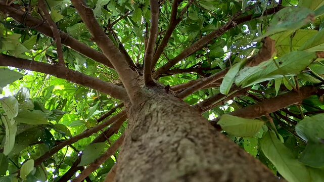 The trunk of the Jamaican guava tree is known as Syzygium malaccense.