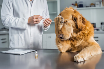  labrador sitting on a veterinary table, covering its eyes with one paw as if scared of a vaccination