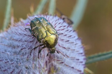 Macro shot of beautiful Rose chafer, metallic, shiny green and copper beetle (Protaetia cuprea)