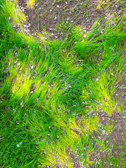 The texture of green grass and sand