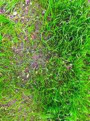 The texture of green grass and sand