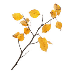 Fototapeta premium Birch branch displaying dry autumn yellow leaves against a transparent background, birch branch with dry autumn yellow leaves, file of isolated object on transparent background