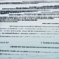 Pieux dans la mer, élevage de moules, côtes d'armor, baie de la Fresnaye