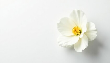 A single white flower on a blank white background, elegance, pure, white