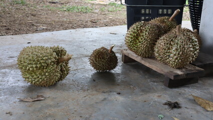 a lot of durian © Marble