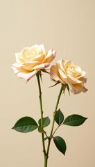 Fototapeta premium Pair of two delicate beige roses in soft high key background, elegant, beige, petals