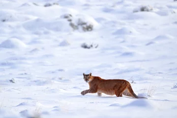 Gordijnen Poema Find the wild puma in the nature habitat. Mountain lion in the nature winter mountain rock habitat, Torres del Paine NP in Chile. Wildlife nature in Patagonia, South America. Puma in snow, cold winter  © ondrejprosicky