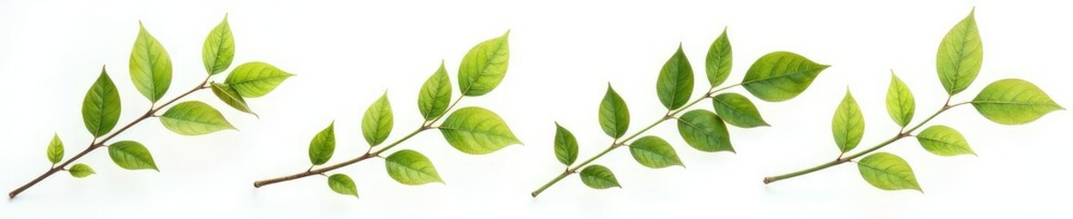 Fototapeta premium Isolated branches with leaves on a white background, foliage, branch