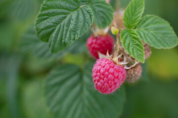Close up raspberries branch growing on raspberry bush in organic garden. 