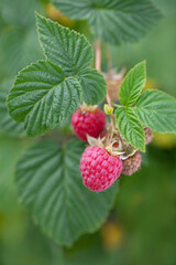 Close up raspberries branch growing on raspberry bush in organic garden. 