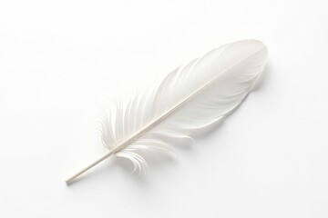 White feather against stark white background, soft light , bird, fluffy, white