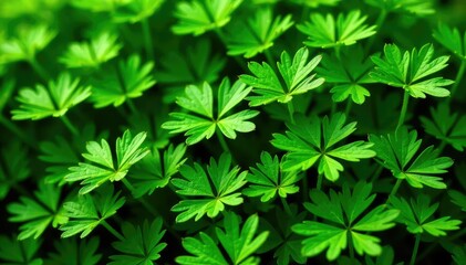 Dense parsley sprigs, creating a complex herbal pattern , background, vibrant, ingredient