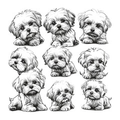 Maltipoo dog icon set, cute pet logo, vintage black sketch, trendy, old engraving style, adorable Maltipoo, dog breed logo, pet branding, logo collection, stylish pet design