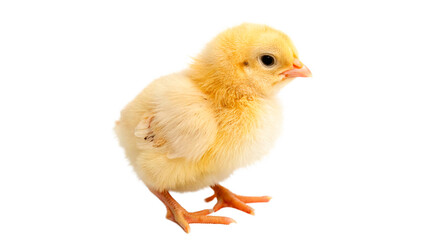 Yelow little Easter chick isolated on transparent background