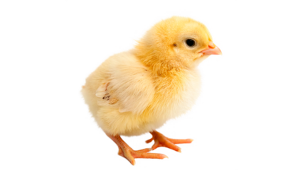 Yelow little Easter chick isolated on transparent background