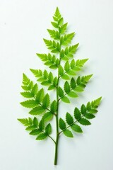 Delicate fern fronds unfolding on a white surface, organic, background, ferns