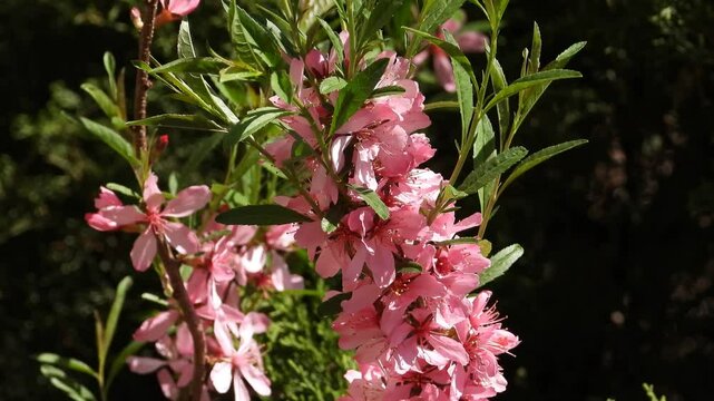 Video of flowering almonds (prunus tenella) and pollinating bees in a flowerbed in the wind. Flowering Almonds Pollinated by Bees in Spring Breeze
