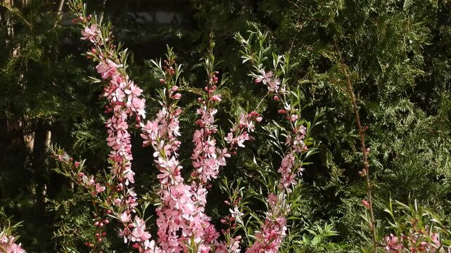 Video of flowering almonds (prunus tenella) and pollinating bees in a flowerbed in the wind. Flowering Almonds Pollinated by Bees in Spring Breeze
