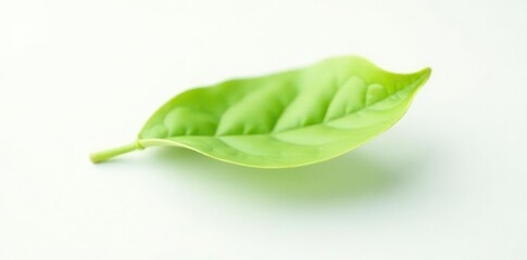 Small green leaf isolated on white background, nature photography, leaf