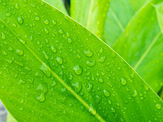 Fototapeta premium Drop water on green leaf background, rain on plant abstract dew leaves, clean nature fresh sping season, environment ecosystem change concept.