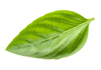 Fototapeta premium Fresh Green Basil Leaf Herb Ingredient Cooking Food Photography isolated on transparent background