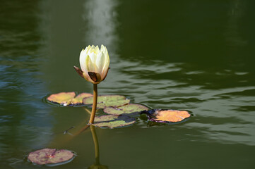 Fleur et feuilles de lotus à la surface d'un étang