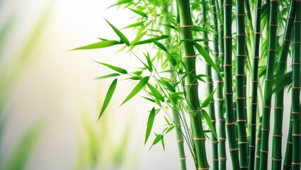 Close-up of a beautiful decorative bamboo plant against a blurred backdrop, space for text