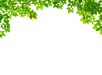 Real green branch on transparent background. Natural tropical green leaves isolated. Tree leaf frame png isolate die cut file	
